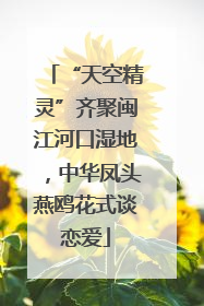 “天空精灵”齐聚闽江河口湿地，中华凤头燕鸥花式谈恋爱
