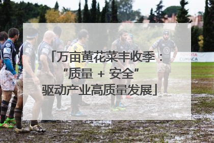 万亩黄花菜丰收季：“质量 + 安全” 驱动产业高质量发展