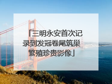 三明永安首次记录到发冠卷尾筑巢繁殖珍贵影像