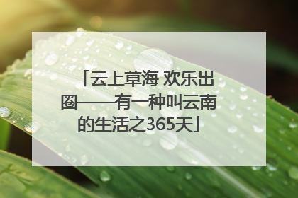 云上草海 欢乐出圈——有一种叫云南的生活之365天
