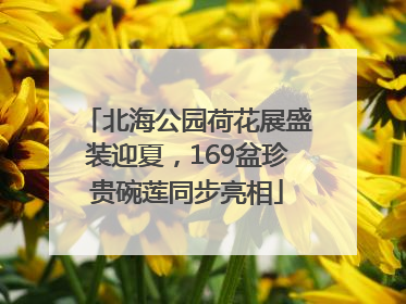 北海公园荷花展盛装迎夏，169盆珍贵碗莲同步亮相