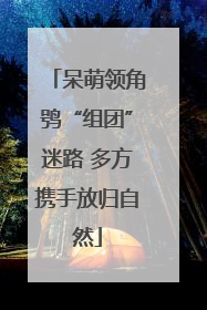 呆萌领角鸮“组团”迷路 多方携手放归自然