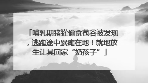 哺乳期猪獾偷食苞谷被发现，逃跑途中累瘫在地！就地放生让其回家“奶孩子”