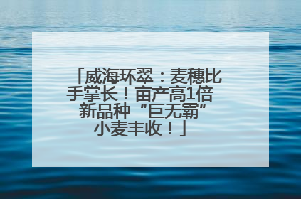 威海环翠：麦穗比手掌长！亩产高1倍 新品种“巨无霸”小麦丰收！