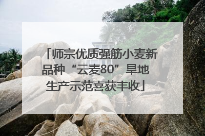 师宗优质强筋小麦新品种“云麦80”旱地生产示范喜获丰收