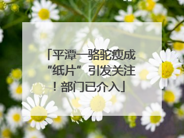 平潭一骆驼瘦成“纸片”引发关注！部门已介入