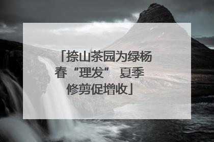 捺山茶园为绿杨春“理发” 夏季修剪促增收