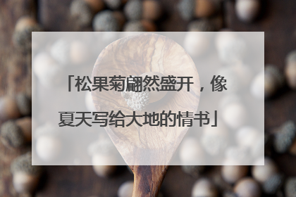 松果菊翩然盛开，像夏天写给大地的情书