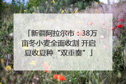 新疆阿拉尔市：38万亩冬小麦全面收割 开启夏收夏种“双重奏”