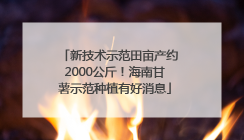 新技术示范田亩产约2000公斤！海南甘薯示范种植有好消息