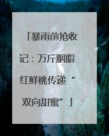 暴雨前抢收记：万斤胭脂红鲜桃传递“双向甜蜜”
