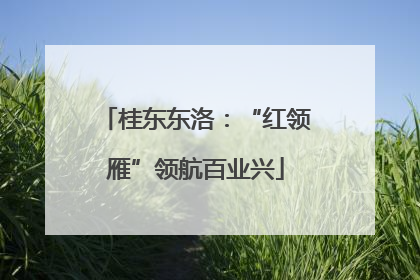桂东东洛：“红领雁”领航百业兴