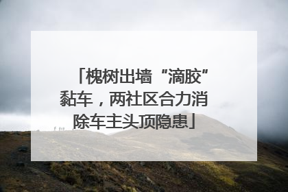 槐树出墙“滴胶”黏车，两社区合力消除车主头顶隐患