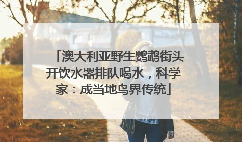澳大利亚野生鹦鹉街头开饮水器排队喝水，科学家：成当地鸟界传统