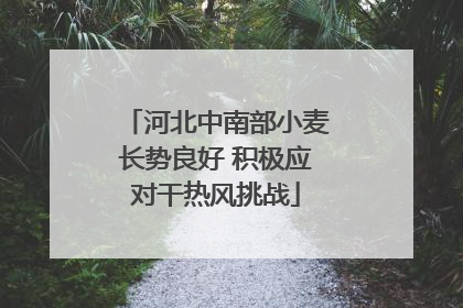 河北中南部小麦长势良好 积极应对干热风挑战