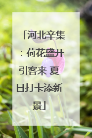河北辛集：荷花盛开引客来 夏日打卡添新景