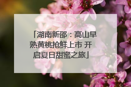 湖南新邵：高山早熟黄桃抢鲜上市 开启夏日甜蜜之旅