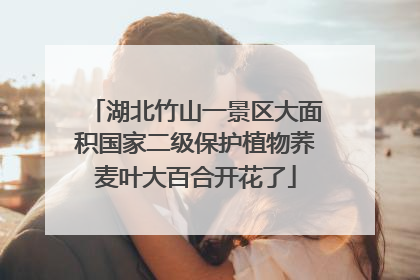 湖北竹山一景区大面积国家二级保护植物荞麦叶大百合开花了