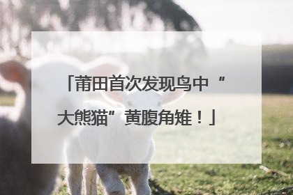 莆田首次发现鸟中“大熊猫”黄腹角雉！