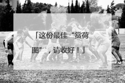 这份最佳“赏荷图”，请收好！