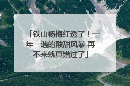 铁山杨梅红透了！一年一遇的酸甜风暴 再不来就真错过了