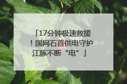 17分钟极速救援！国网石首供电守护江豚不断“电”