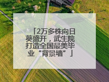 2万多株向日葵盛开，武生院打造全国最美毕业“背景墙”